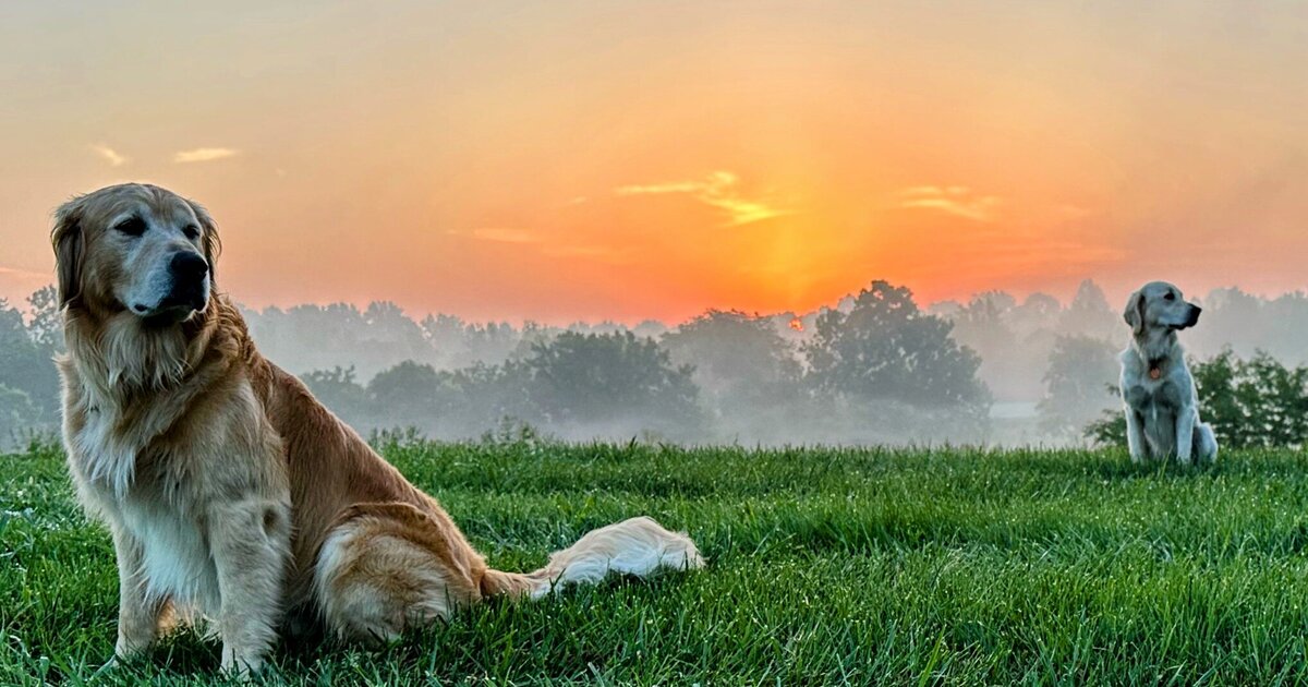 Bear Creek Kennels & Training website